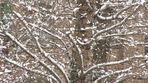 Дерева і сніг — стокове відео