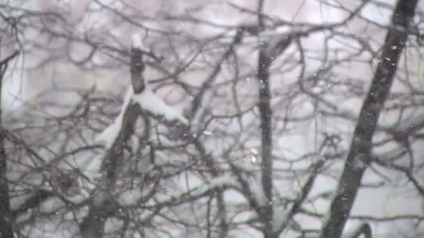 雪和俄罗斯的树木 — 图库视频影像