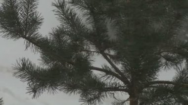 Kar, çam