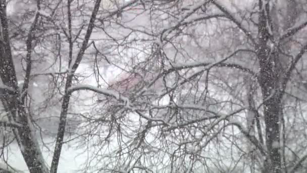 Schnee und Bäume in Russland — Stockvideo