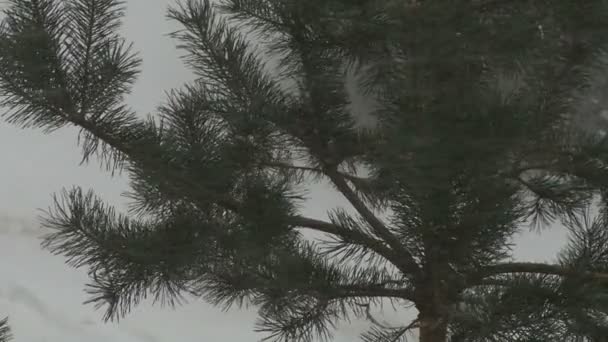 雪和松 — 图库视频影像