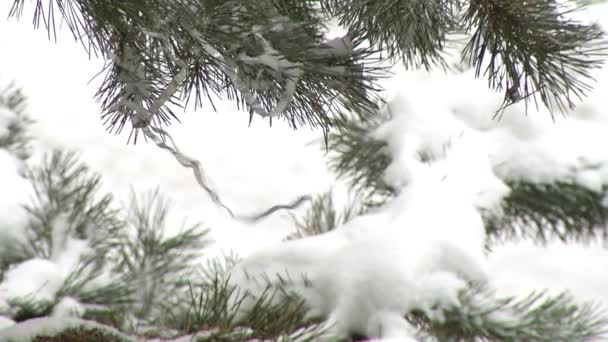 Neve e árvore ramo — Vídeo de Stock