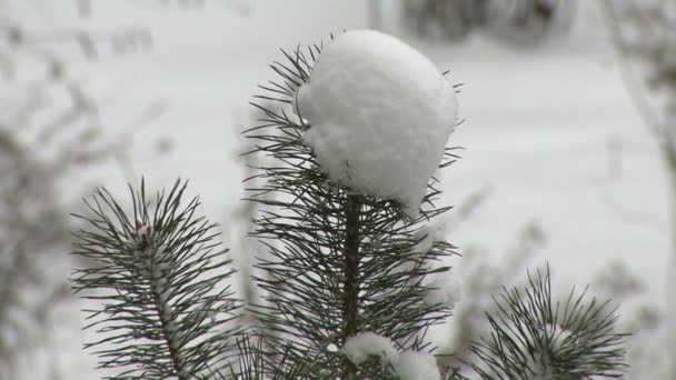 雪和树的分支 — 图库视频影像