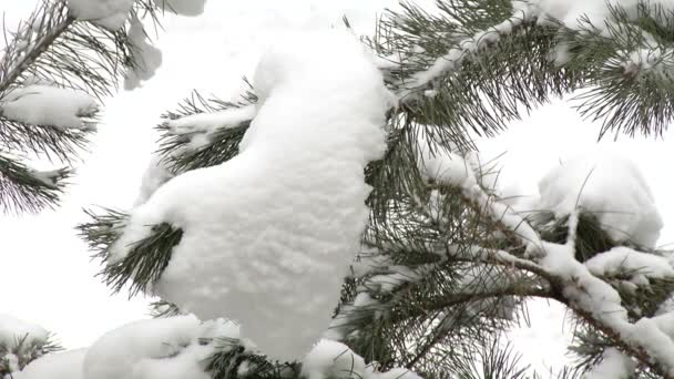 Neve e árvore ramo — Vídeo de Stock