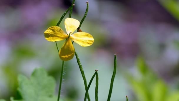 Gul blomma med fyra kronblad i förorterna — Stockvideo