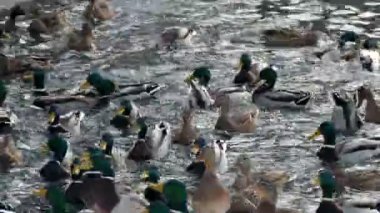 Ördekler kışın soğuk suda yemek