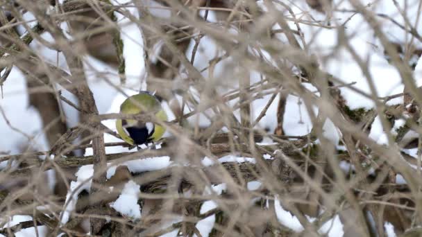 Een vogel in de struiken in de winter — Stockvideo