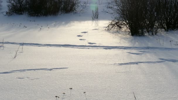 Зимний лес и следы на снегу — стоковое видео