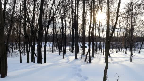 Floresta de inverno, e pegadas na neve — Vídeo de Stock