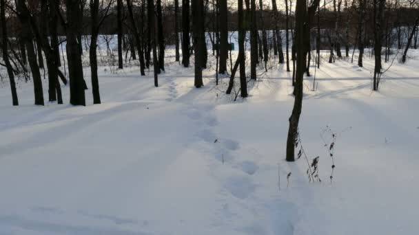 Forêt hivernale et empreintes de pas dans la neige 