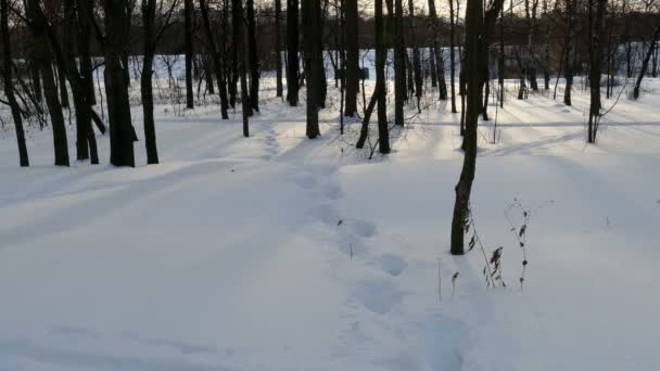 Winter forest, en voetafdrukken in de sneeuw — Stockvideo