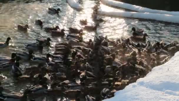 Χειμώνα πάπιες σε μια λίμνη — Αρχείο Βίντεο