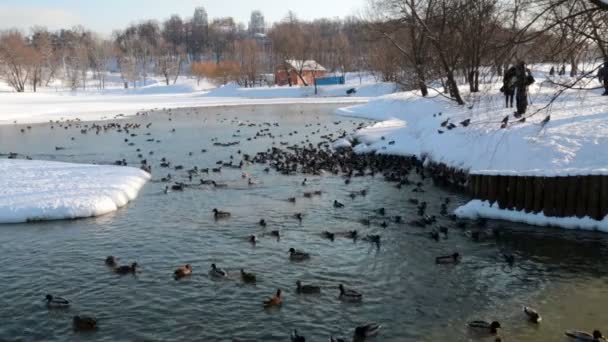 Winterenten im Teich — Stockvideo