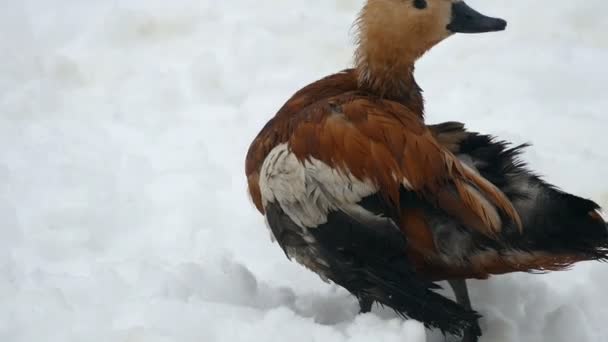 Pato rosa limpa penas na neve na Rússia — Vídeo de Stock