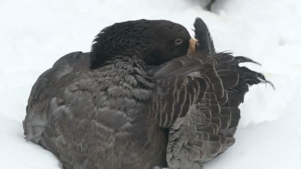 Dark goose feathers brushing the snow — Stock Video