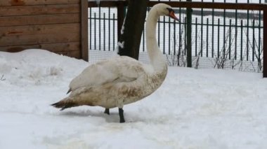 Beyaz kar kaz
