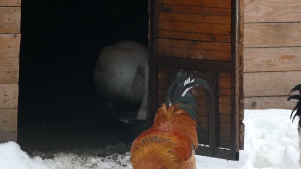 Pecks de galo marrom na neve — Vídeo de Stock