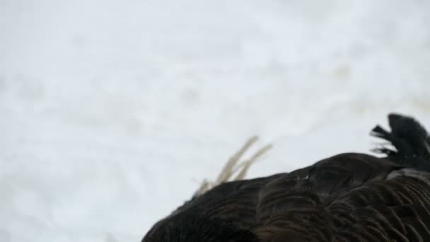 Темний сніговий гусак голова — стокове відео