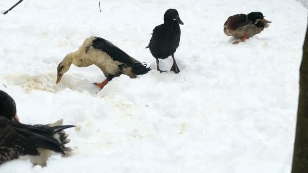 Indische Läufer ducken sich auf Schnee — Stockvideo