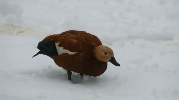 Röd anka (rödbrusig) i snön — Stockvideo