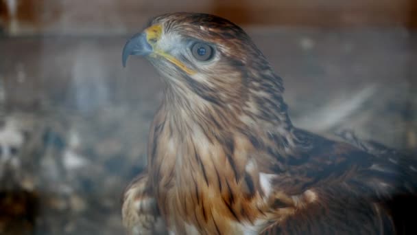 Het hoofd van een Hawk — Stockvideo