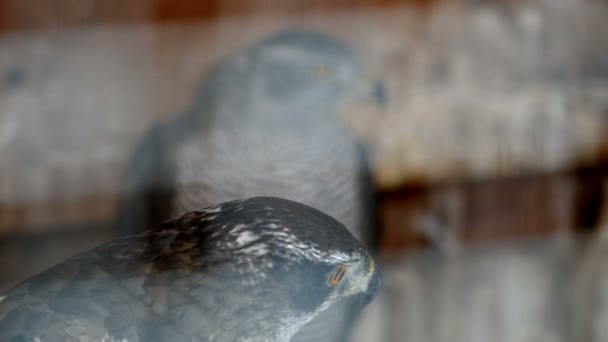 The head of a hawk (and another one in the background) — Stock Video