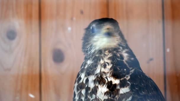 Mäusebussard auf dem Hintergrund der Holzwand — Stockvideo