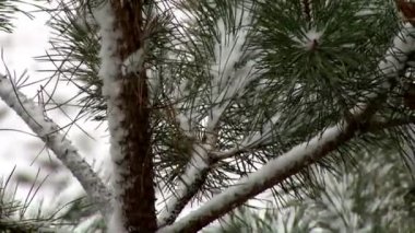 Çamın dalları ve kar.