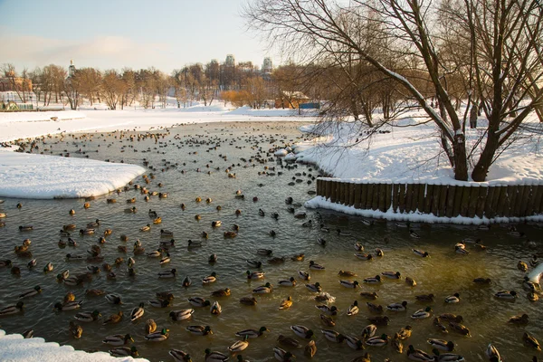 Lago y patos en invierno — Foto de Stock