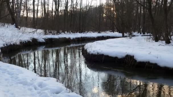 Piccolo fiume tra alberi invernali e neve . — Video Stock