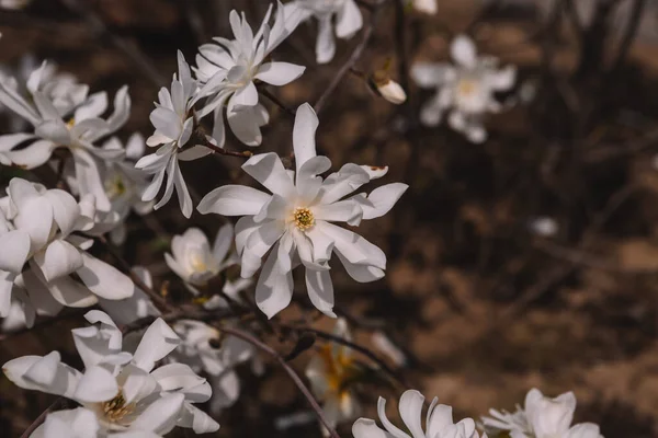 Beyaz çiçek açan beyaz yıldız manolya stellata bahar sabahı bulanık bir zemin üzerinde — Stok fotoğraf