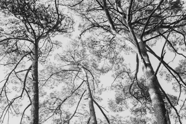 Çam ağaçlarının açısına bak. — Stok fotoğraf