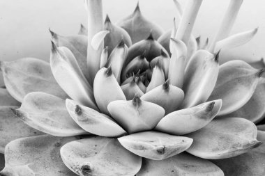 Gri echeveria sulu bitki makro arka planı, yakın plan. Makro taze kaktüs bitkisi. Gri doku arka planı. Çiçek arkaplanı. Yüksek kalite fotoğraf