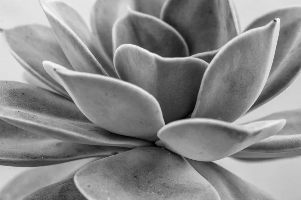 Šedá Šťavnatá Rostlina Makro Pozadí Close Makro Čerstvé Echeveria Rostlina — Stock fotografie