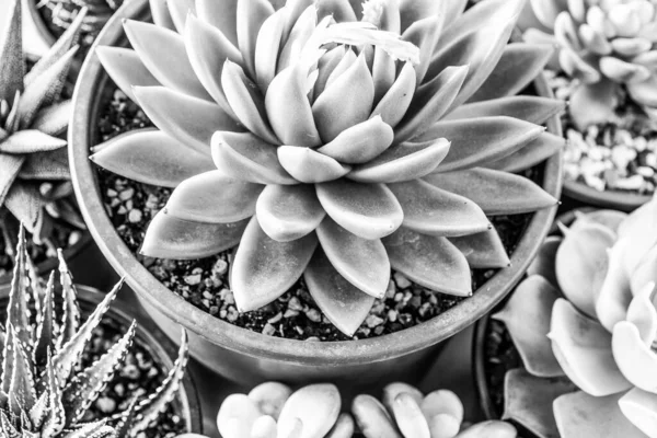 多肉植物マクロ背景 クローズアップ マクロ新鮮なエキセリア植物 灰色のテクスチャの背景 花の背景 高品質の写真 — ストック写真