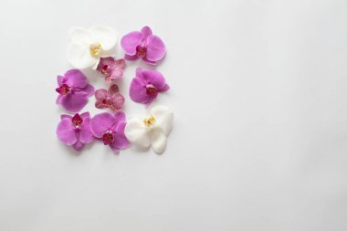 Beyaz arka planda orkideler yakın plan. Beyaz arkaplanda beyaz renkli ve mor renkli Phalaenopsis orkidesi çiçekleri. Orkide Çiçeği Arkaplanı. Yüksek kalite fotoğraf