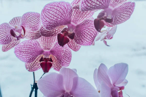 Orchidée Rose Fleurie Genre Phalaenopsis Fond Bleu Ciel Avec Des — Photo