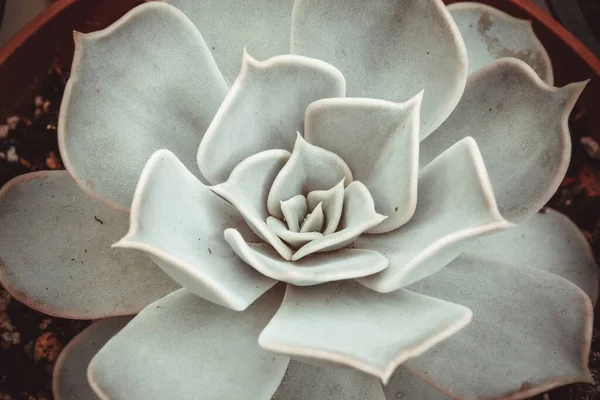 Schöne Dekorative Sukkulente Mit Dicken Lustigen Blättern Nahaufnahme Rosette Aus — Stockfoto