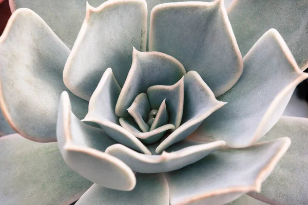 Nahaufnahme Von Echeveria Sukkulente Pflanze Schöne Rosette Von Himmelblauen Blättern — Stockfoto