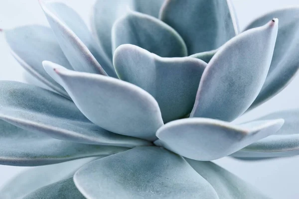 Blaue Sukkulente Mit Dicken Lustigen Blättern Nahaufnahme Echeveria Lilacina Pflanze — Stockfoto