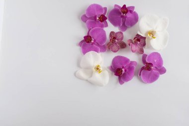 Beyaz arka planda orkideler yakın plan. Beyaz arkaplanda beyaz renkli ve mor renkli Phalaenopsis orkidesi çiçekleri. Orkide Çiçeği Arkaplanı. Yüksek kalite fotoğraf