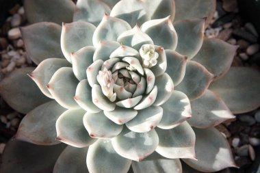 Güzel Rosette Echeveria, kalın yapraklı, yakın plan. Üst manzara yeşil sulu bitki. Yüksek kaliteli fotoğraf.