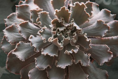 Echeveria Gibbiflora Rosette 'in komik yapraklı yakın çekimi. Egzotik sulu bitki, üst manzara. Yüksek kalite fotoğraf