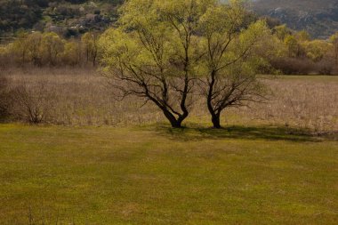Yeşil bir manzarada iki güzel ağaç. Güneşli bir sonbahar sabahında yeşil tarlada ikiz ağaçlar. Yüksek kalite fotoğraf