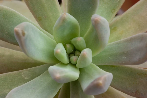 Beautiful ornamental green succulent with thick funny leaves, close-up. Composition of colorful varieties of succulent plant. High quality photo