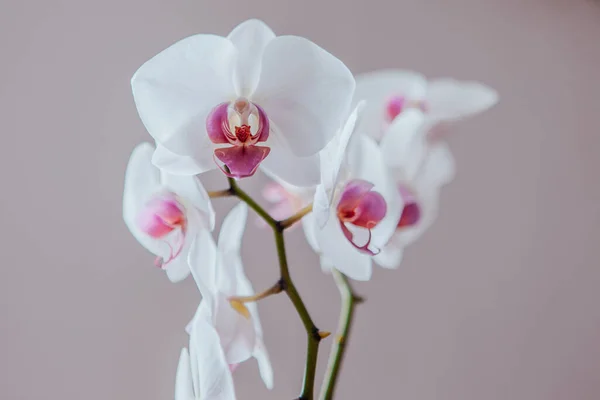 Egy virágzó phalaenopsis növény. Fehér orchideák virágok szürke háttérrel, közelről. Egy hely a tervezéshez vagy szöveghez. Kiváló minőségű fénykép — Stock Fotó