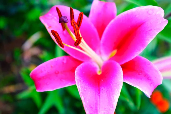 Concentration Sélective Fleur Lys Magenta Brillant Sur Fond Flou Feuillage — Photo