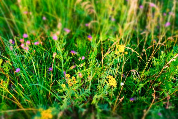 Selektiv Fokus Sommar Äng Ovanifrån Naturligt Gräs Fält Bakgrund För — Stockfoto