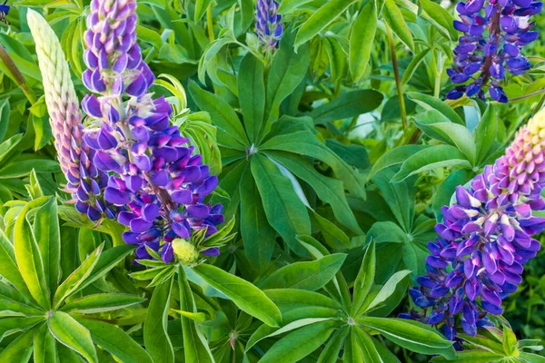 Flores Púrpuras Altramuces Creciendo Tiro Arbusto Corta Distancia Fondo Hojas — Foto de Stock