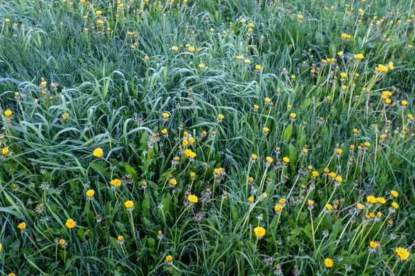 Skupienie Selektywne Letnia Łąka Dmuchawcami Widok Góry Naturalne Dandelions Tle — Zdjęcie stockowe